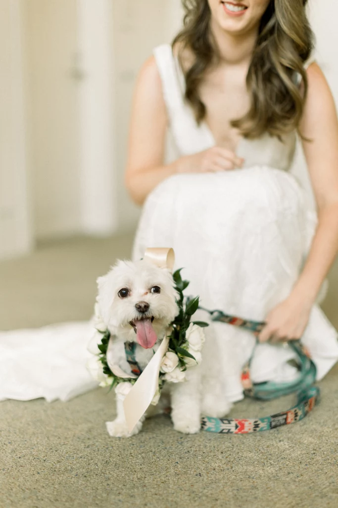 white dog with flowers around their collar with the bride