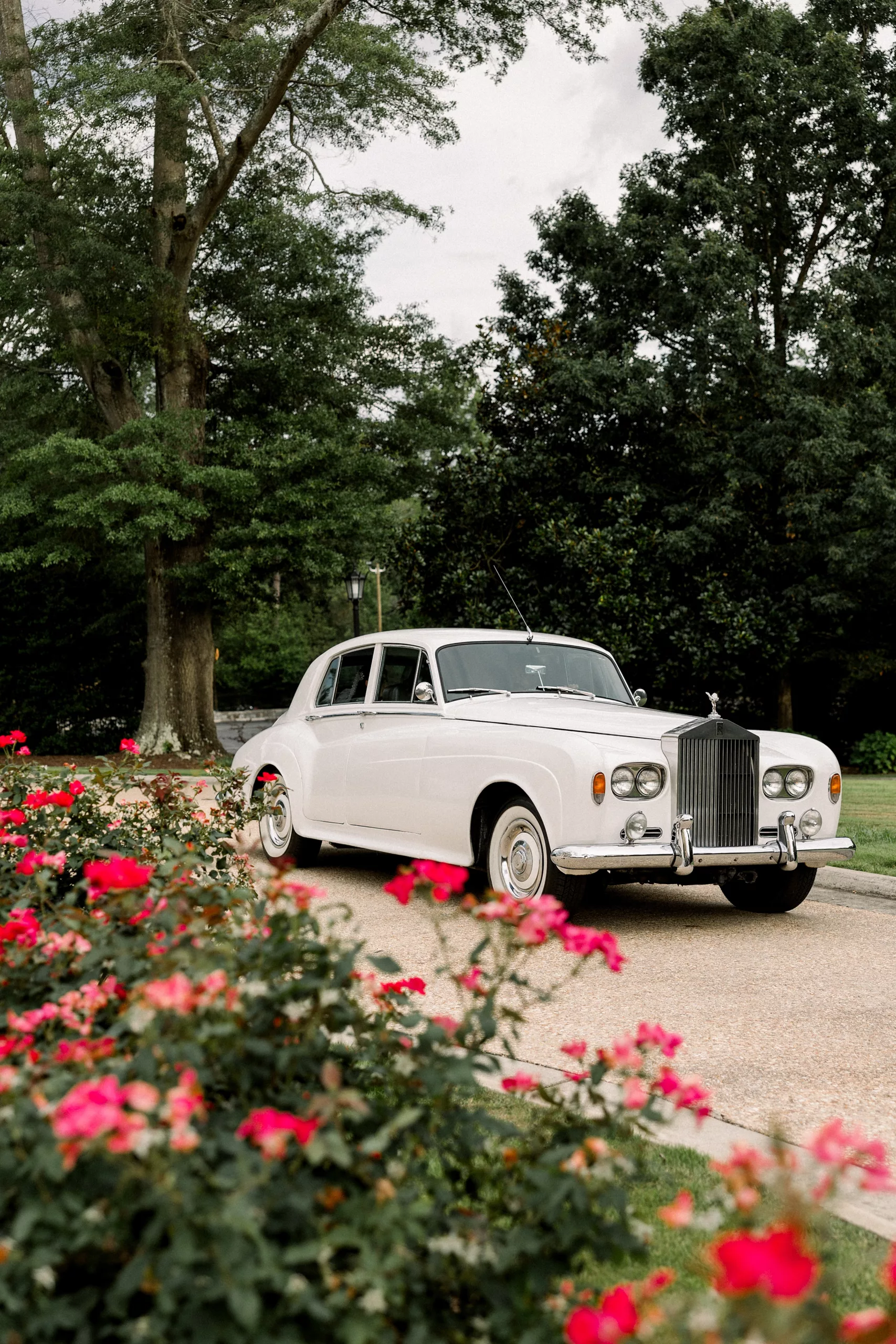 A vintage white Bentley sits on a driveway lined with roses 