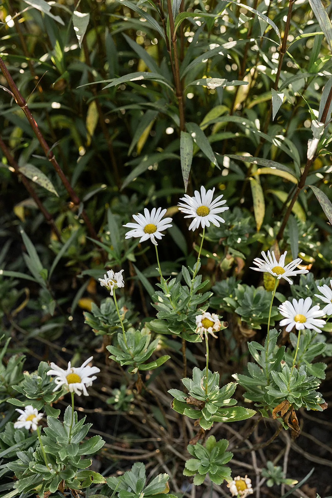 White daisies in a garden